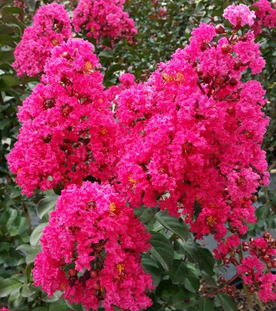Crape Myrtle Pink Velour®